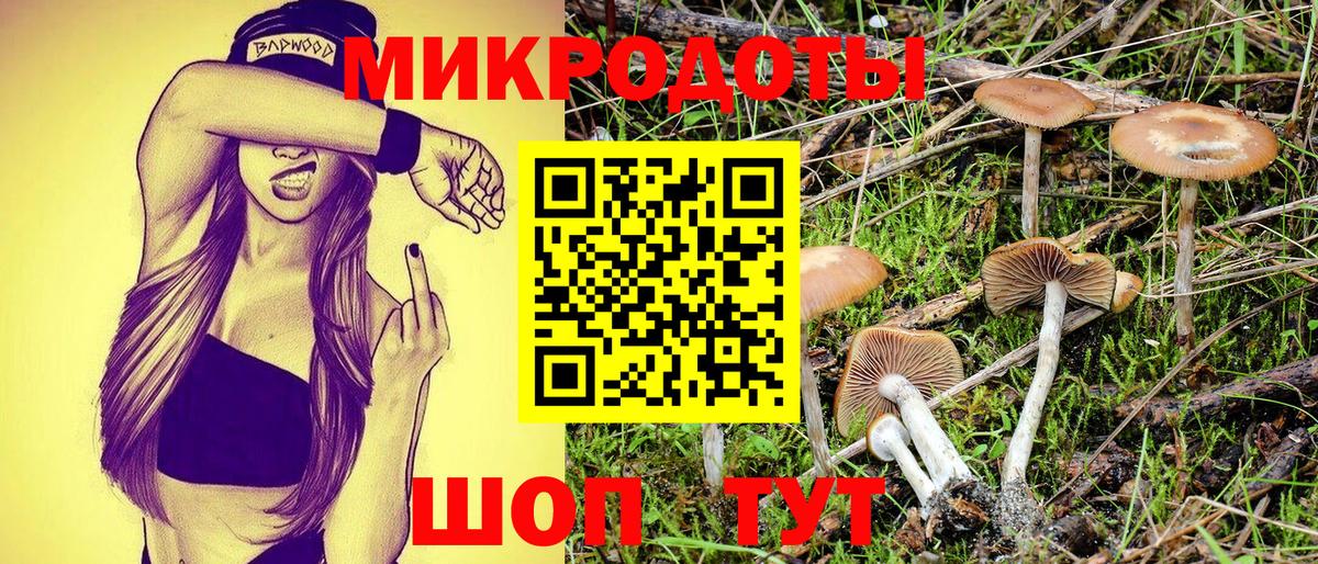 Псилоцибиновые грибы Psilocybe Кандалакша